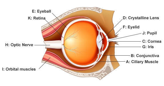 vision eye care